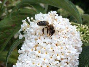 Buddleia bee 2