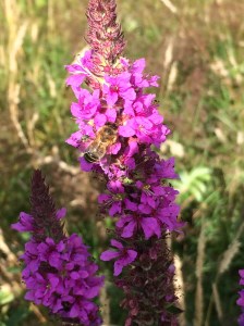 Fireweed bee 1