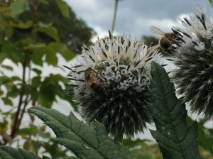 Great Globe Thistle bee 1