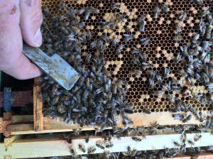 Two queens in one hive