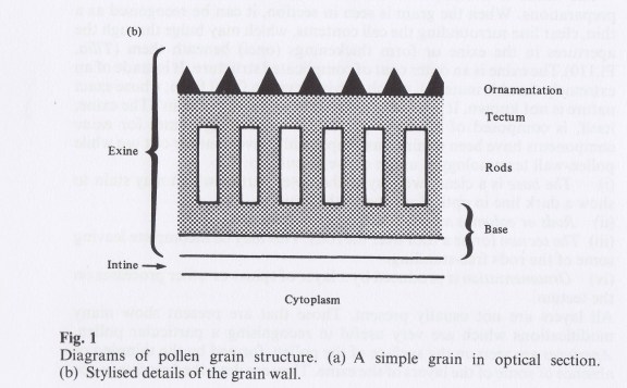 RS pollen layers