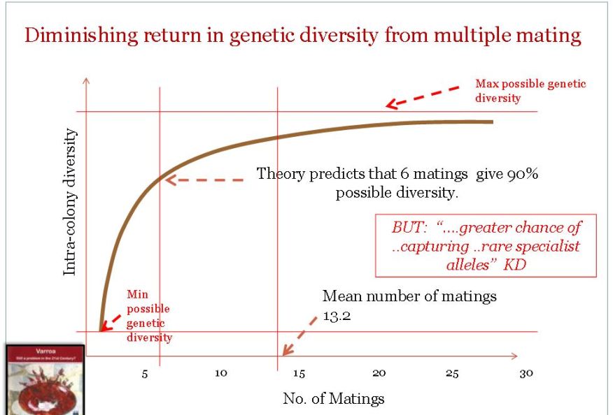 multiple-mating-of-the-queen