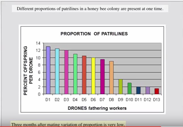 patrilines-of-the-drone