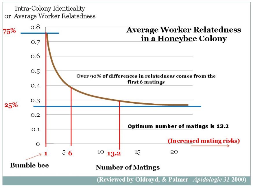 worker-bee-relatedness